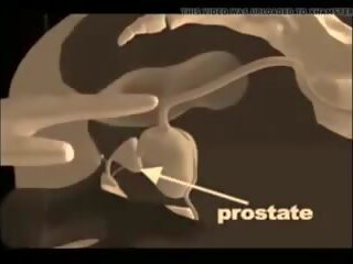 Bagaimana kepada memberi yang prostat urut, percuma xxx urut x rated klip vid